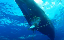 [Vidéo] Sauvetage du cachalot " Tache Blanche" à l'île Maurice