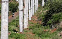 Des palmiers transplantés du Caudan à Pointe aux Sables, laissés à l'abandon dans l'indifférence générale