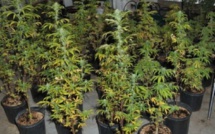 Chamarel : saisie de Rs 1,7 million de plantes de cannabis 