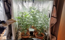 Tamarin : Il disposait d'un joli coin salon de Rs 846 000 de culture intérieure de plantes de cannabis