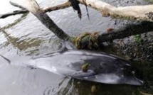 Aucun lien entre les dauphins morts et le naufrage du Wakashio