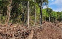 A Maurice la déforestation et la disparition d'arbres endémiques sont une réalité