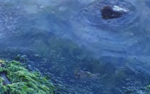 [Vidéo] Au Mahebourg Waterfront, la présence d'huile inquiète les écologistes
