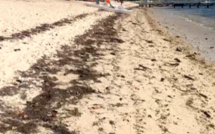 [Vidéo] La plage de Flic-en-Flac est une honte !