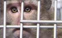 Accident de la route : Les singes de laboratoire en provenance de l'île Maurice retrouvés par la police de Pennsylvanie