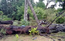 En images, le cyclone intense Batsirai: arbres déracinés, panneaux arrachés, routes obstruées
