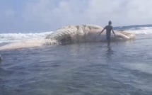 Rodrigues: Un cachalot mort s'échoue sur une plage