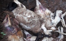[Vidéo] Elevage de moutons : Des chiens errants attaquent et tuent son troupeau