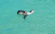 Trou d’Eau Douce : Le bébé phoque renvoyé dans l’océan Atlantique