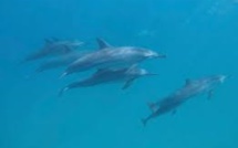 Nager avec les dauphins, baleines et tortues à l'île Maurice : Soyons responsable !