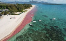 Ponte des coraux : La mer devient rose à l'île Maurice
