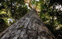 Ce Takamaka pourrait être le plus grand et le plus vieil arbre du district de Grand Port