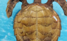 Un homme arrêté pour avoir tenté de vendre une tortue de mer empaillée
