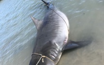 Ile Maurice. Médias et réseaux sociaux s'enflamment après la capture d'un requin à Baie du tombeau