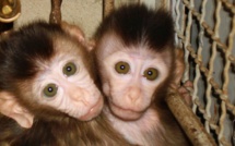 Des cas de tuberculose détectés chez des singes à l'île Maurice