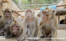 Enquête d'"Envoyé spécial" à l'île Maurice, sur les macaques élevés ou capturés pour servir de cobayes